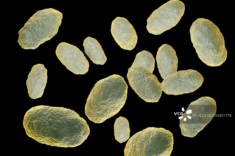 流感嗜血杆菌细菌插图图片素材