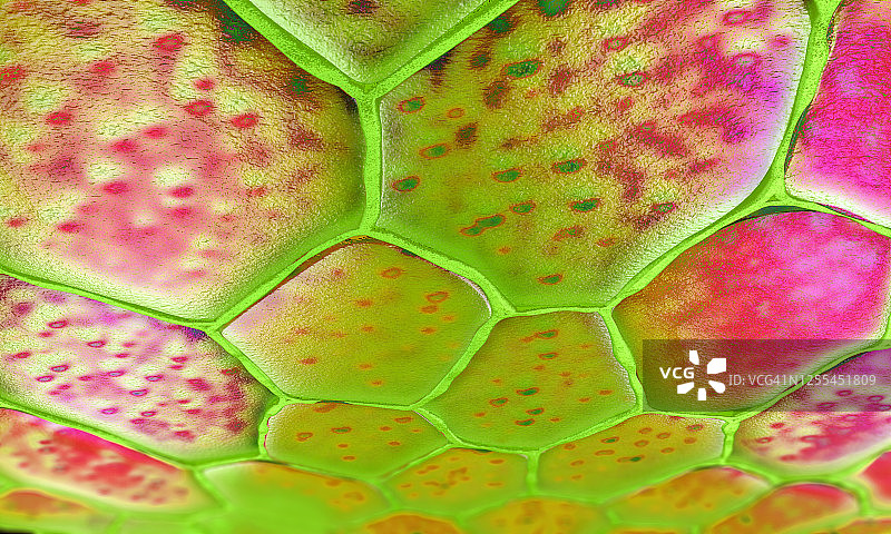 植物细胞，图示图片素材