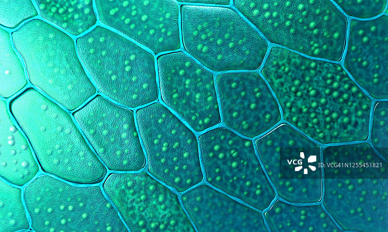 植物细胞，图示图片素材