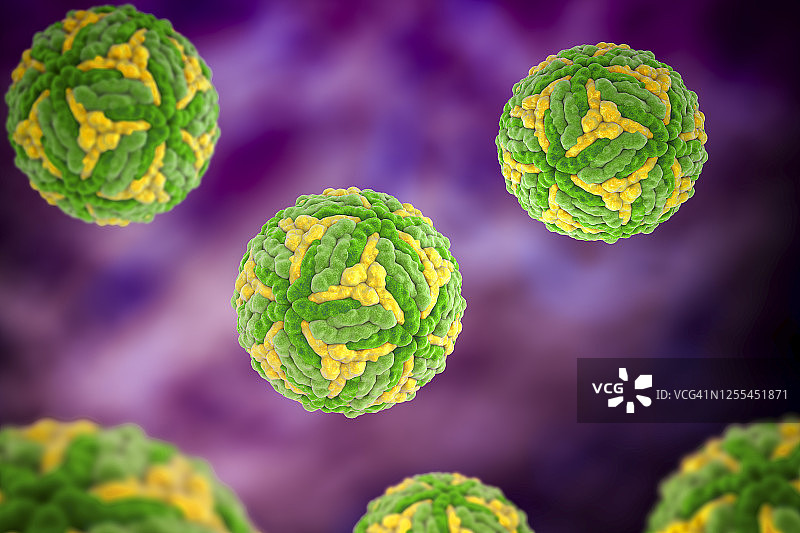 日本脑炎病毒，图示图片素材