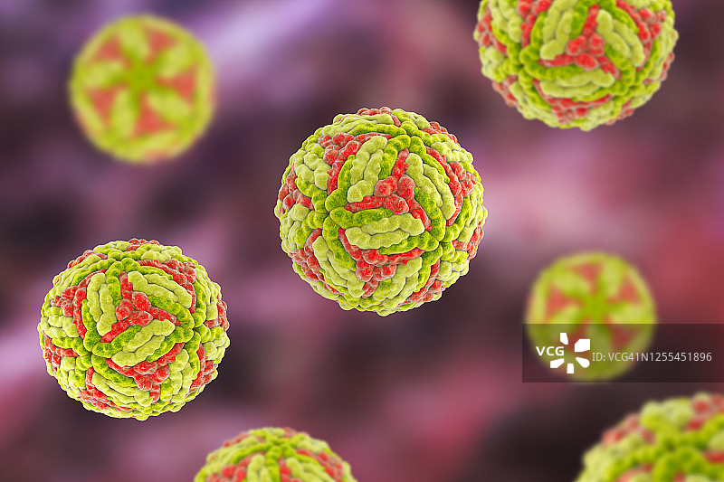 日本脑炎病毒，图示图片素材