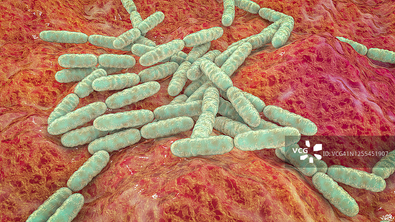 乳酸杆菌图片素材