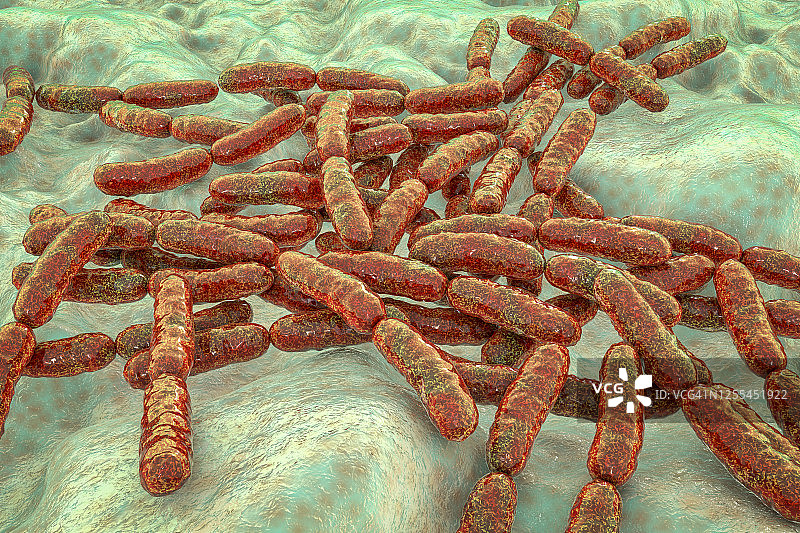 乳酸杆菌图片素材