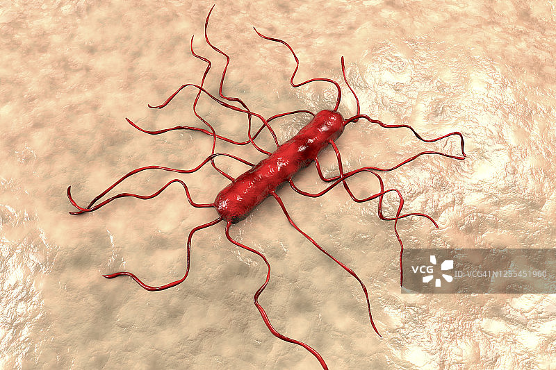 单核细胞增生李斯特菌图片素材