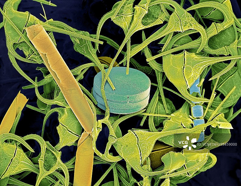 浮游生物扫描电镜图图片素材
