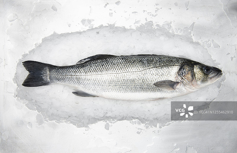 冰上的蓝鱼图片素材