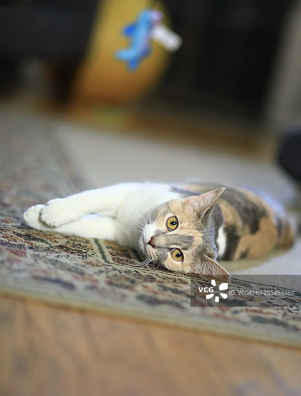 宠物猫专注于彩色玩具图片素材