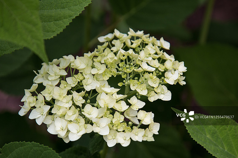 无尽夏绣球花的初 bloom图片素材