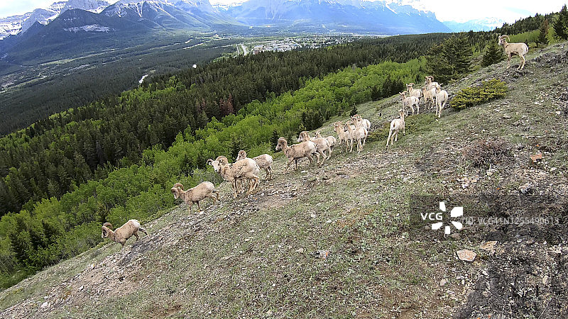 沿着山脊奔跑的大角羊群图片素材