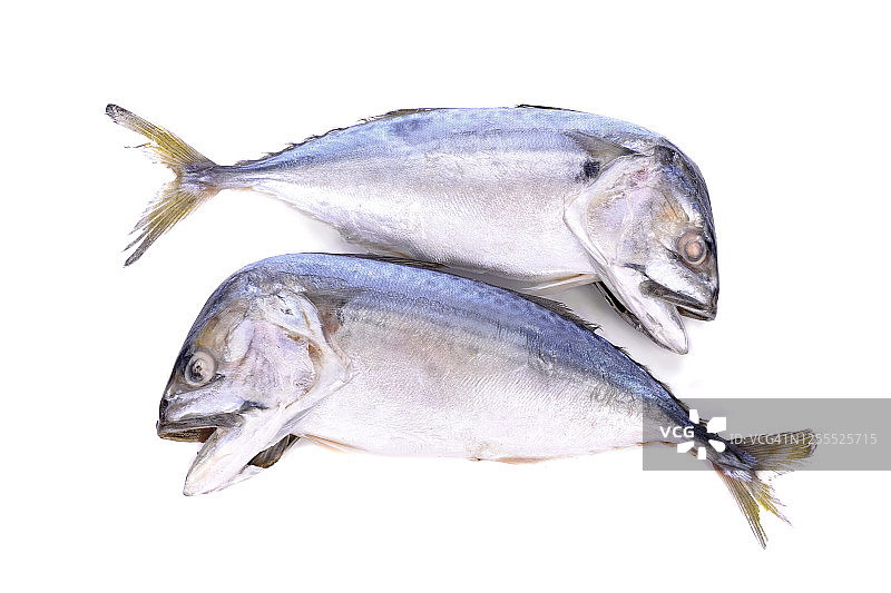 白色背景下的鲭鱼图片素材