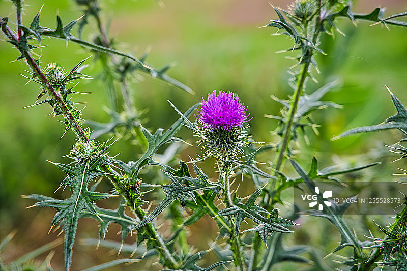水飞蓟图片素材