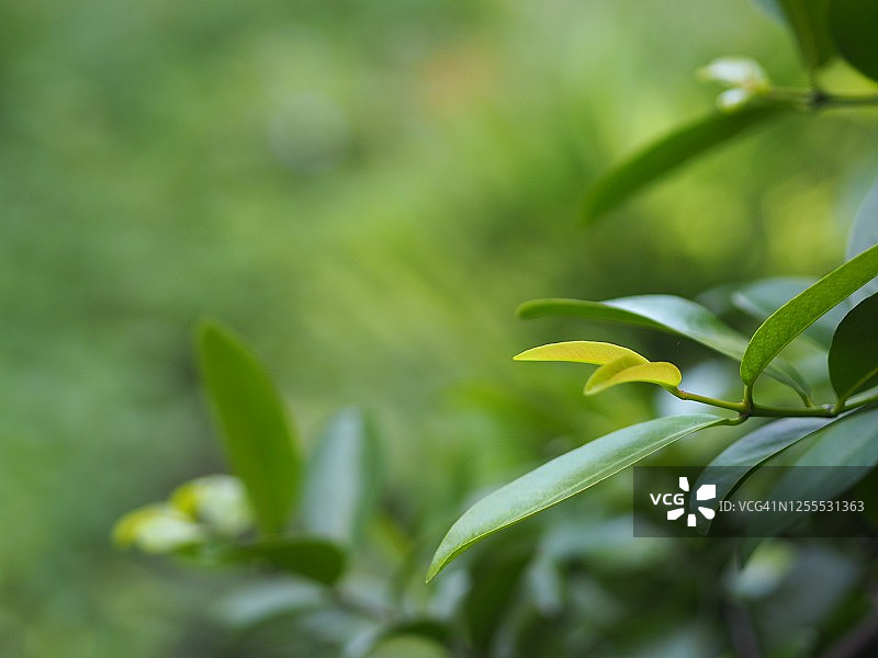 嫩芽绿叶树的自然景观特写图片素材