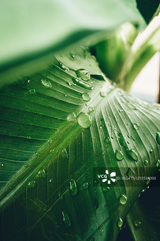 沾有雨滴的湿棕榈叶图片素材