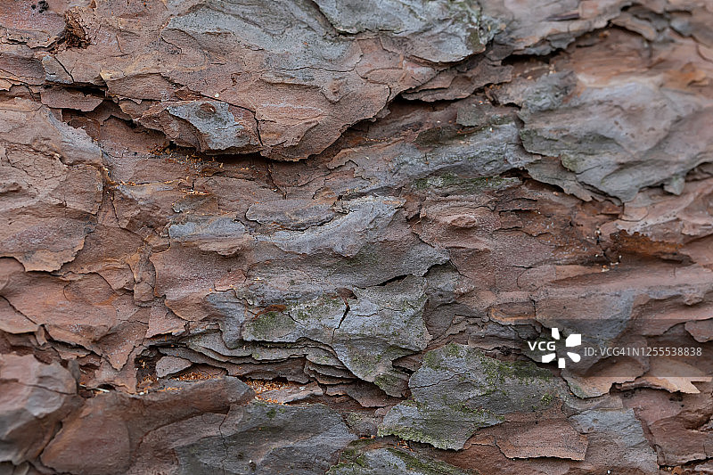 老树的树皮，松树树干的碎片图片素材