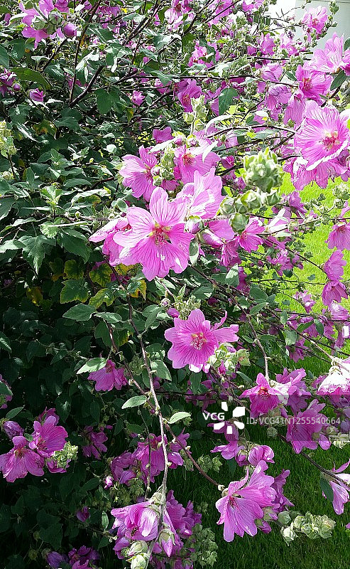 花园锦葵图片素材