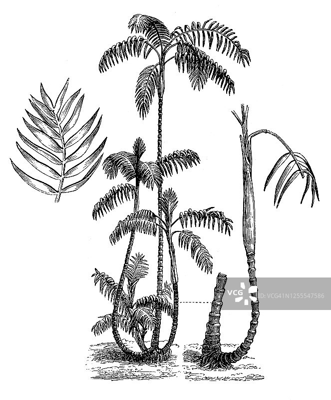 攀爬袖珍椰子（高杆竹榈）古老版画插图图片素材