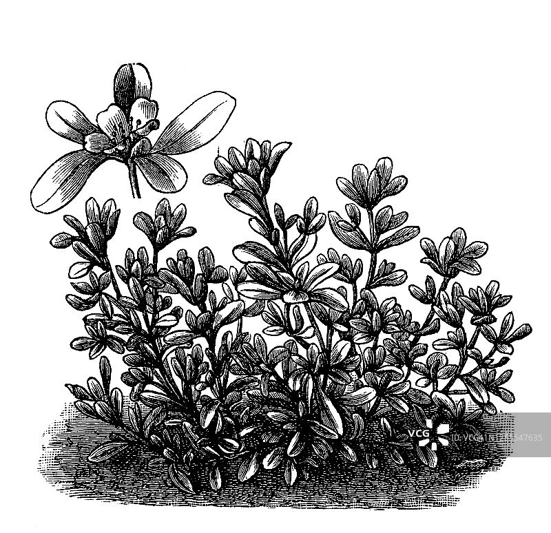 马齿苋、浮萍蔬菜植物古老雕刻插图图片素材