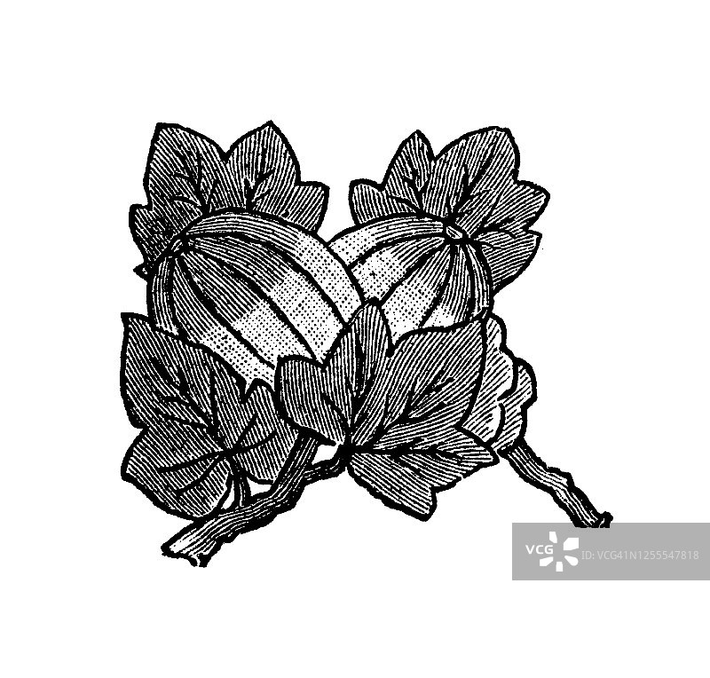 中国艺术水果装饰花卉古老雕刻插图图片素材