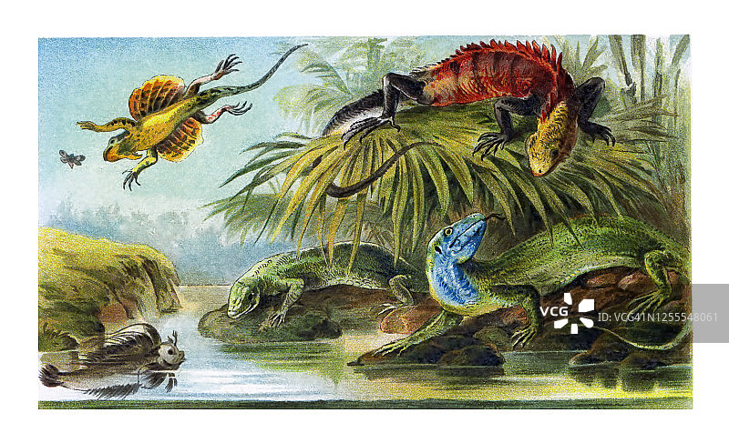 热带鱼类和爬行动物古老雕刻插图图片素材