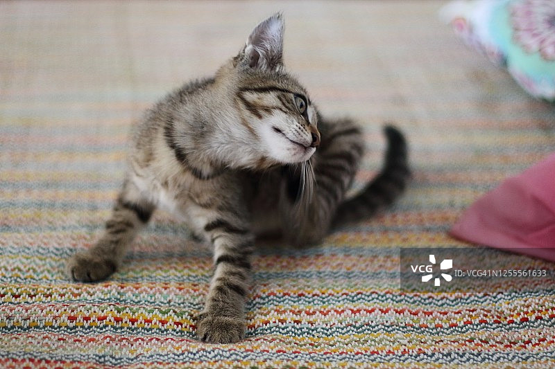 虎斑小猫图片素材