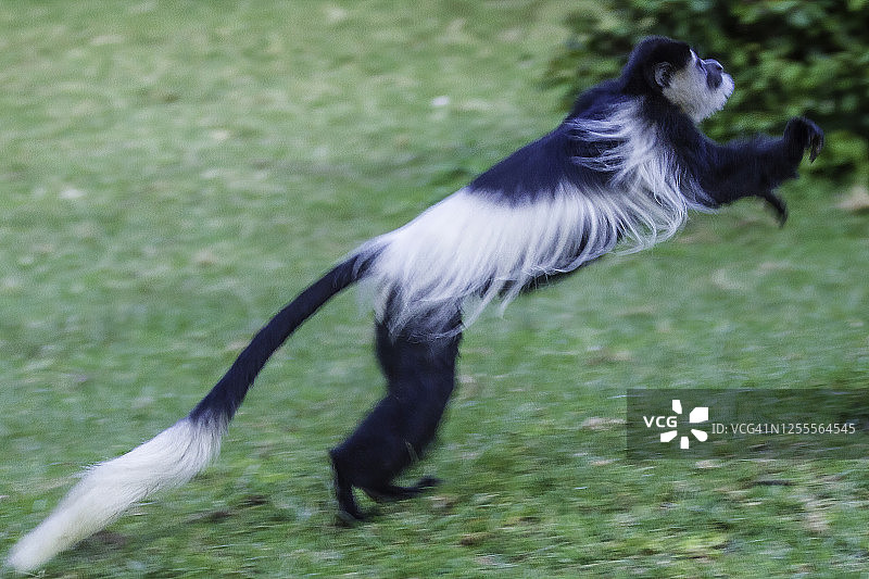 黑白疣猴图片素材