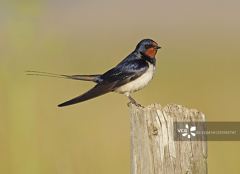 燕子[Hirundo rustica]图片素材