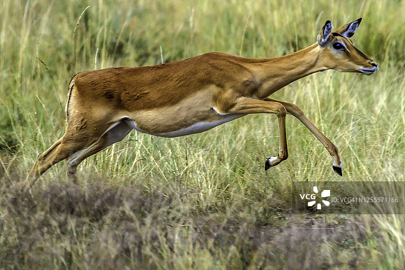 马赛马拉奔跑的雌性黑斑羚图片素材