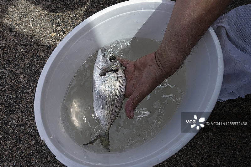 鲷鱼，当日渔获图片素材