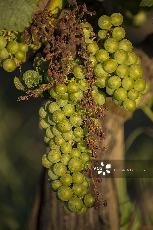 葡萄树图片素材