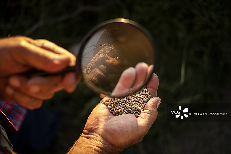 一位年长的农民在田地里检查小麦作物图片素材