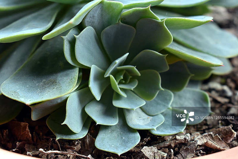 花盆中的居家自然之美图片素材