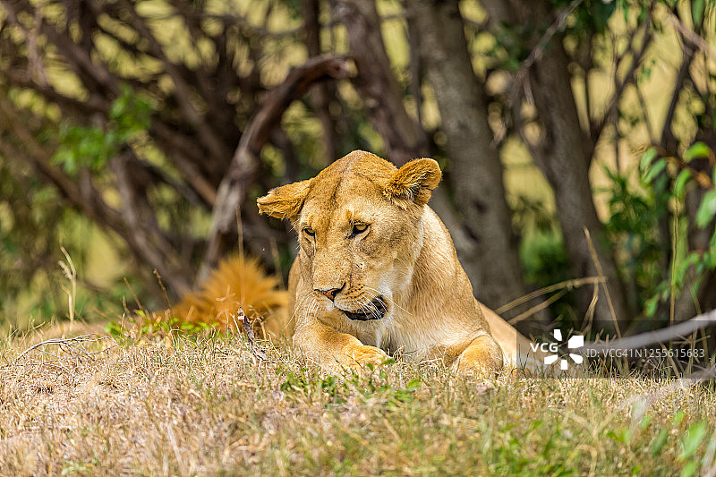 野生环境中的休息的母狮图片素材