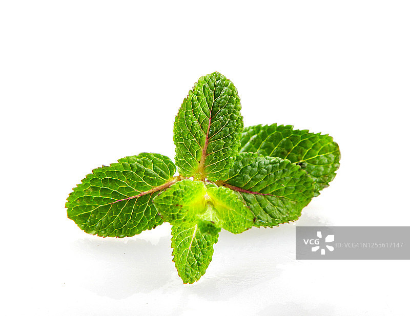 白色背景上的新鲜薄荷叶图片素材