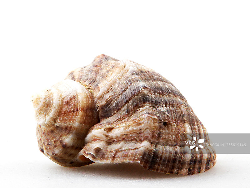 白色背景下贝壳的特写镜头图片素材