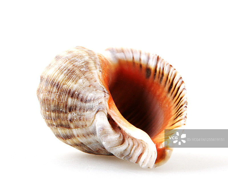 白色背景下贝壳的特写镜头图片素材