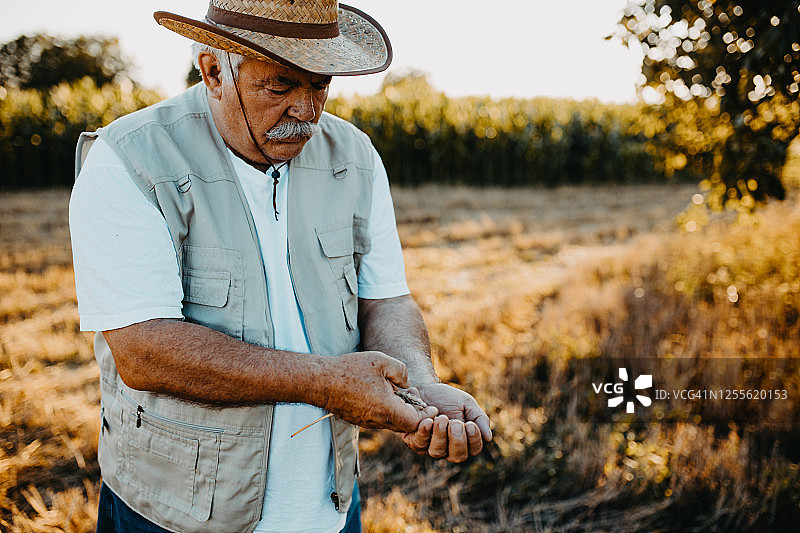 活跃的老年农民在收获时节图片素材