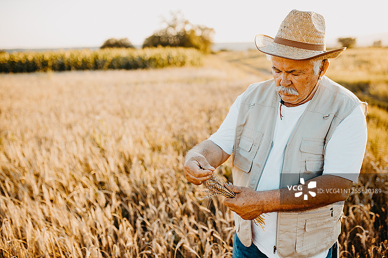 活跃的老年农民在收获时节图片素材