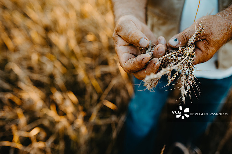 活跃的老年农民在收获时节图片素材
