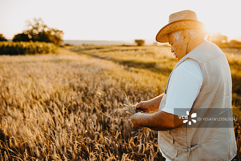 活跃的老年农民在收获时节图片素材
