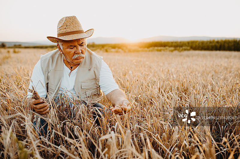 活跃的老年农民在收获时节图片素材