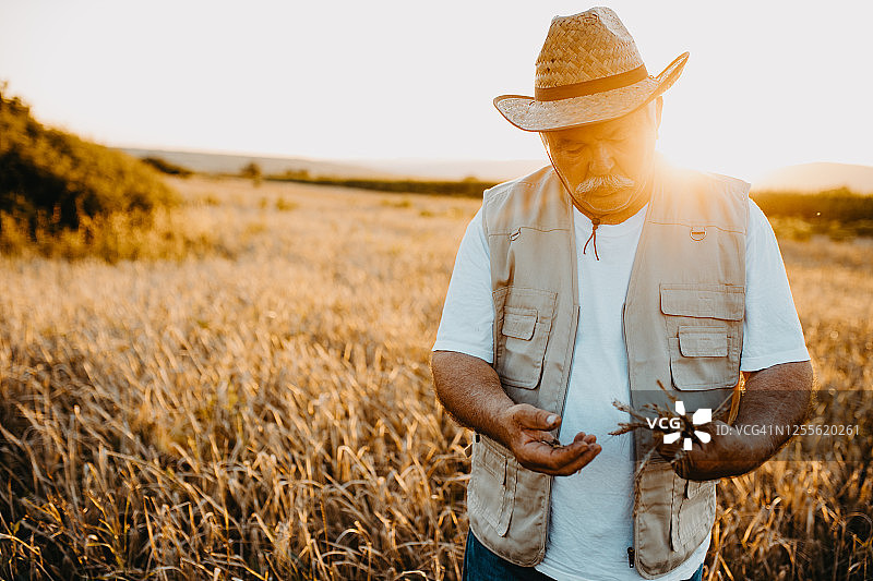 活跃的老年农民在收获时节图片素材