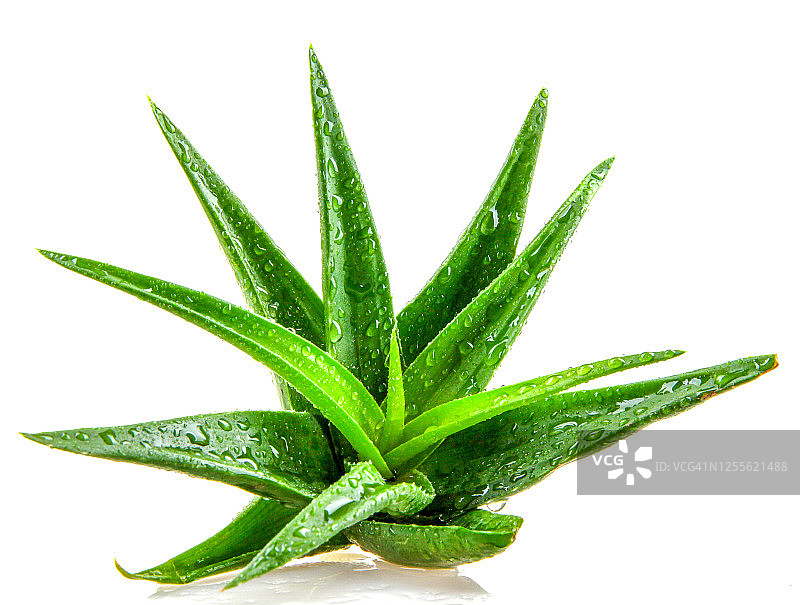 芦荟植物图片素材