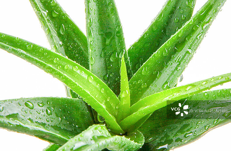 芦荟植物图片素材