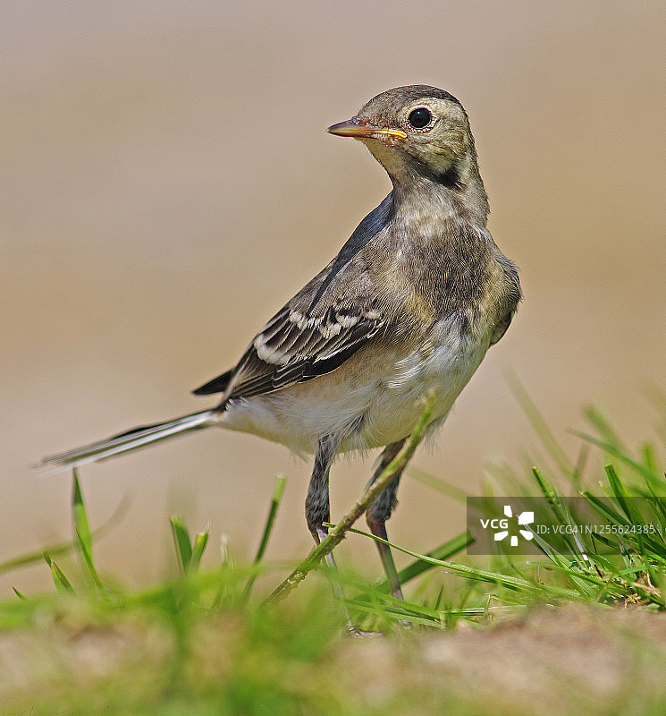 白鹡鸰图片素材