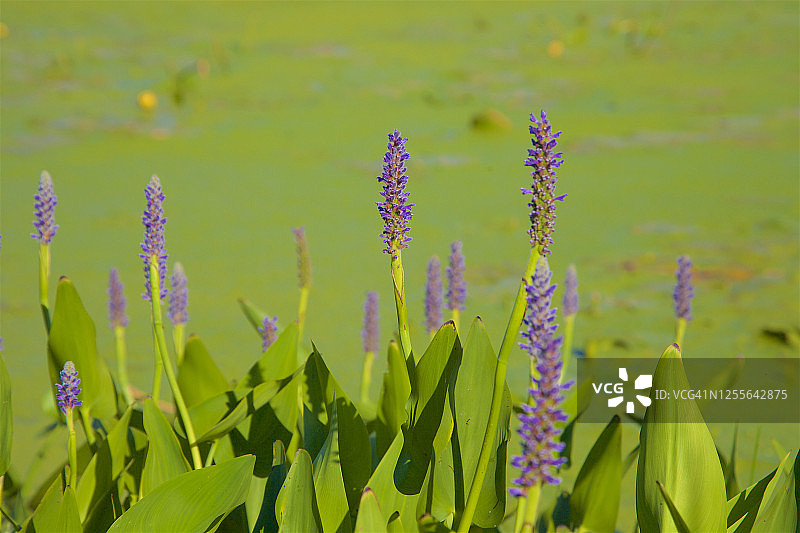 纽约查塔姆的水生植物图片素材
