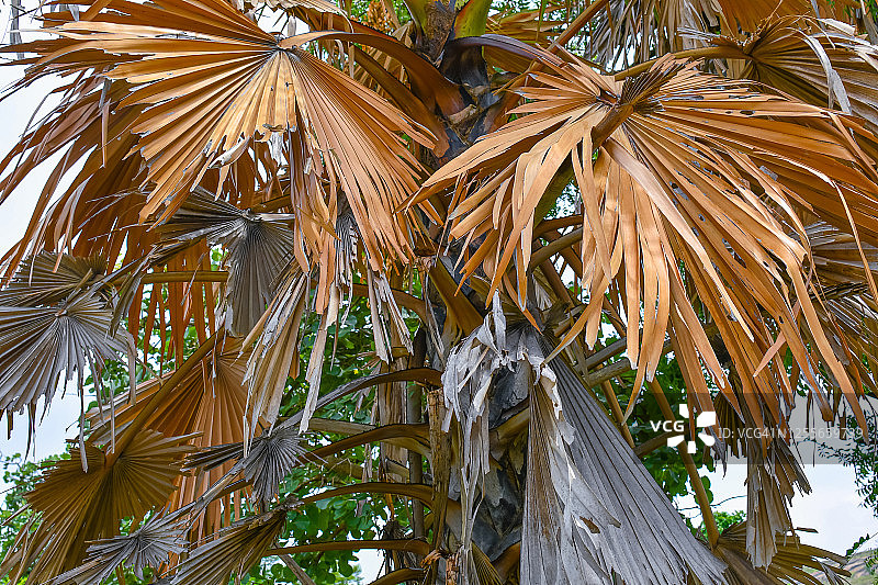 路边的棕榈树叶图片素材