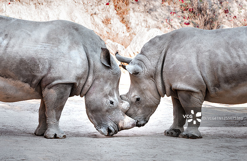 国家公园野生白犀牛特写图片素材