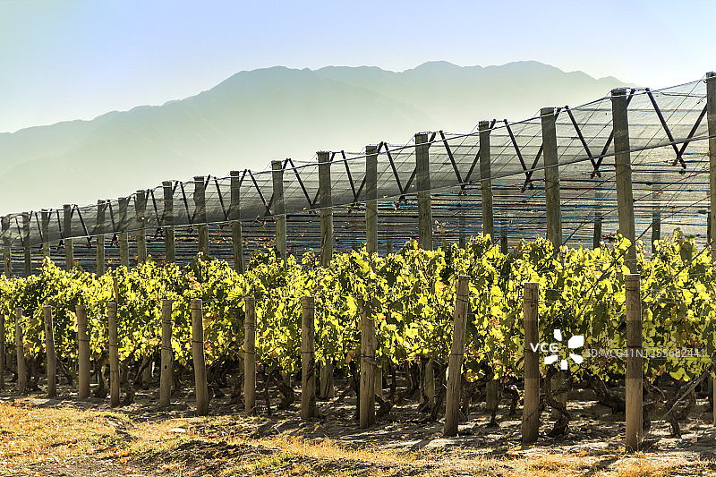 秋季的马尔贝克葡萄园，阿根廷门多萨图片素材