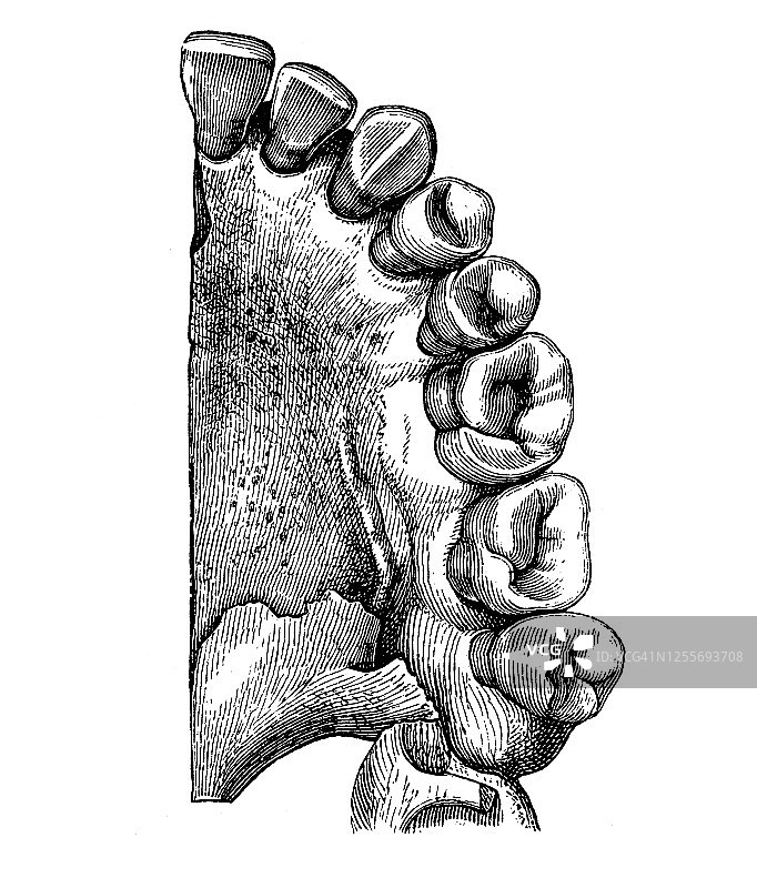 人体牙齿和下颌老式雕刻插图图片素材