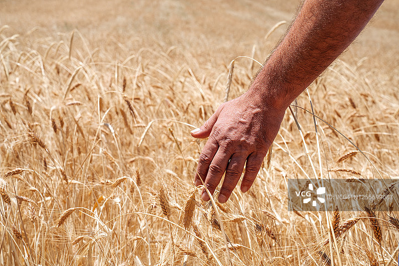 农民在麦田里手工控制植物，准备收割。农业和乡村概念图片素材